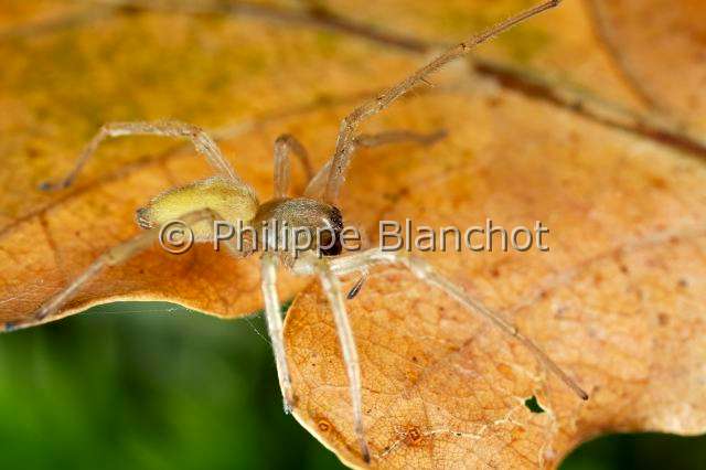 Clubionidae_4862.JPG - France, Araneae, Clubionidae, Araignée, Clubionide (Clubiona sp), Sac-spider